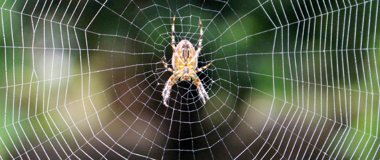 Spinnen, verjagen buiten huis houden