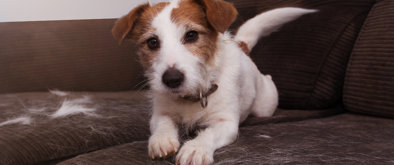 Honden en katten verharen