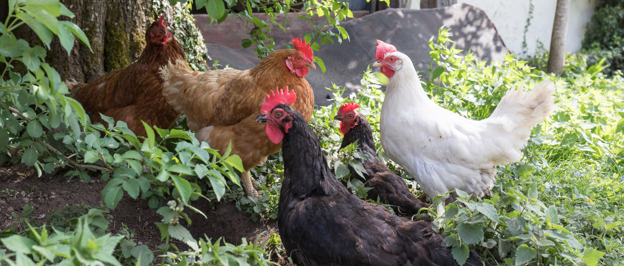Kippen houden eigen tuin