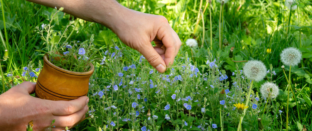 Wildplukken in de zomer