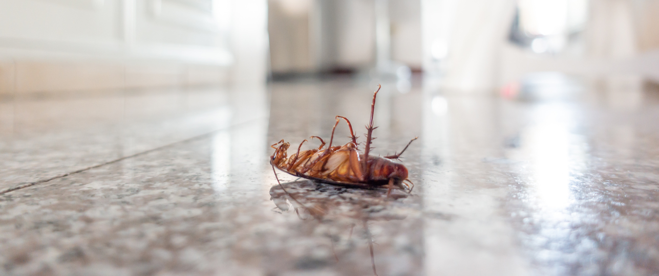 Ongedierte in huis bestrijden