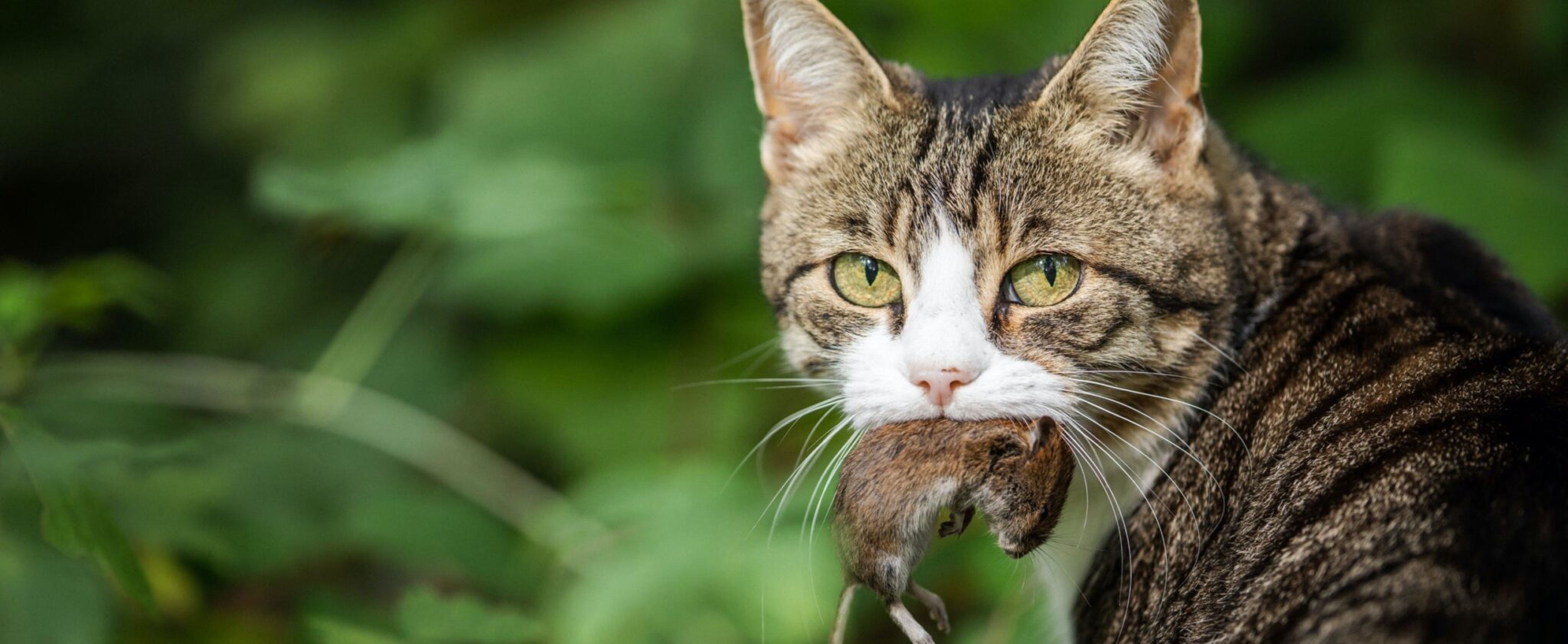 Waarom neemt mijn kat zijn prooi mee naar huis? Startpagina