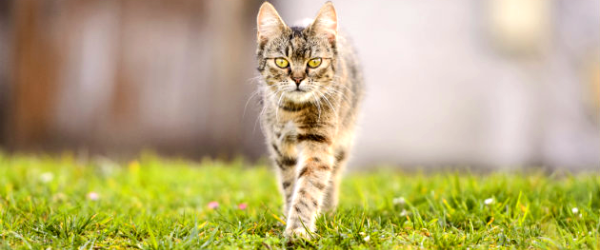 alarm Typisch Struikelen Last van katten in je tuin? Dit kun je doen bij overlast door katten -  Startpagina