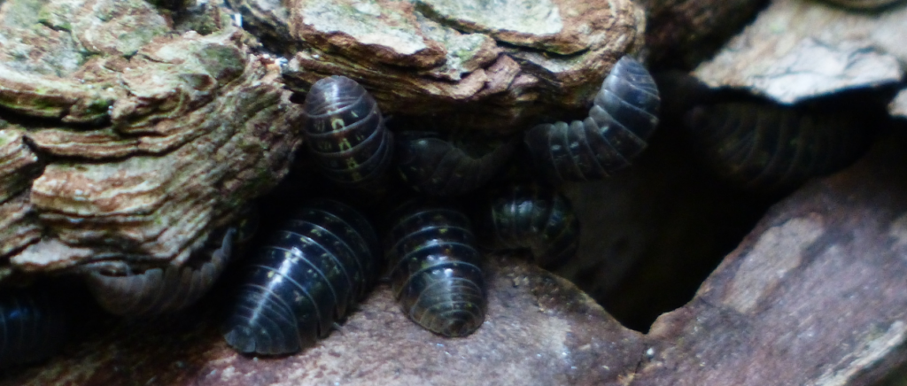 Nuttige bodemdieren