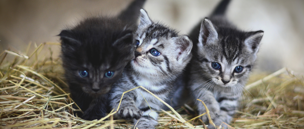 kittens dumping Dierenbescherming growdfunding