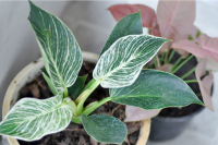 Philodendron douchen