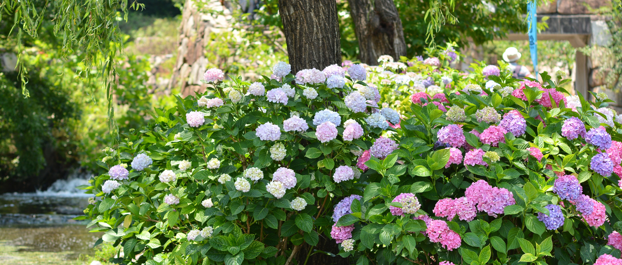 Hortensia's snoeien de beste tijd