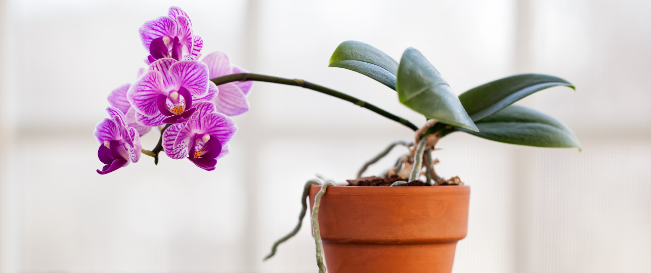 Orchidee bloeien