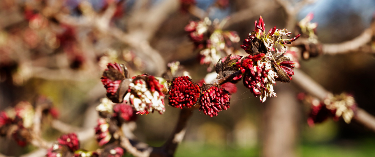 Winterbloeiers bloesem