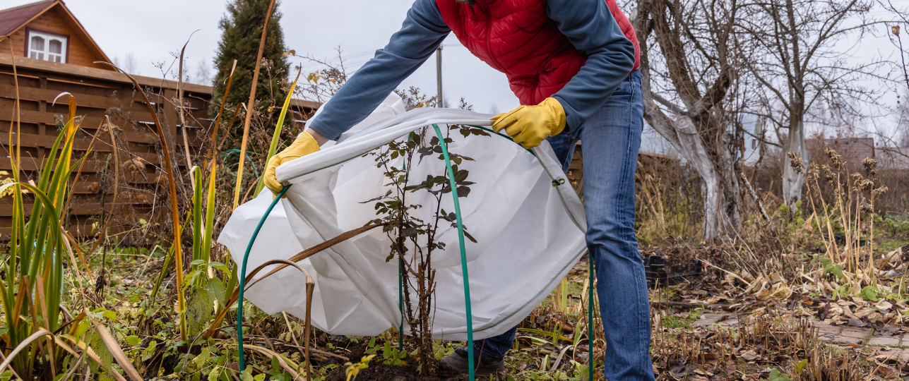 Vaste buitenplanten inpakken en beschermen tegen vorst