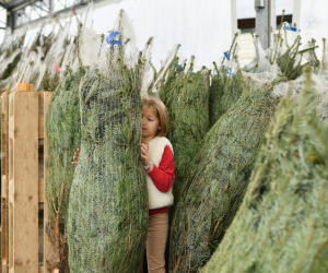 Echte kerstboom kiezen