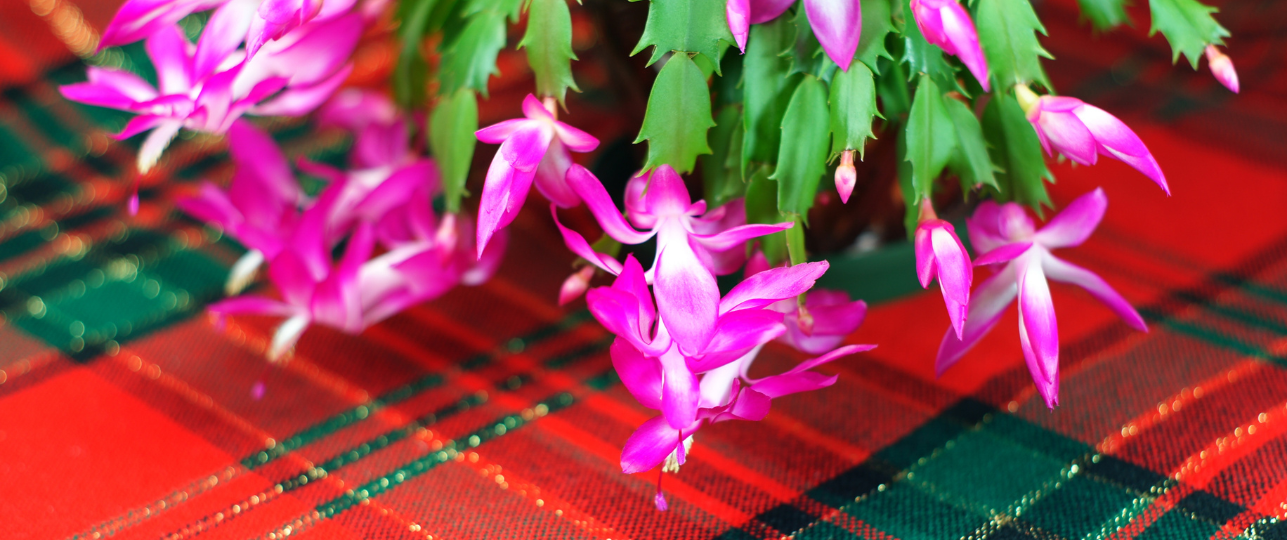 Kerstkamerplanten alternatief voor de kerstboom