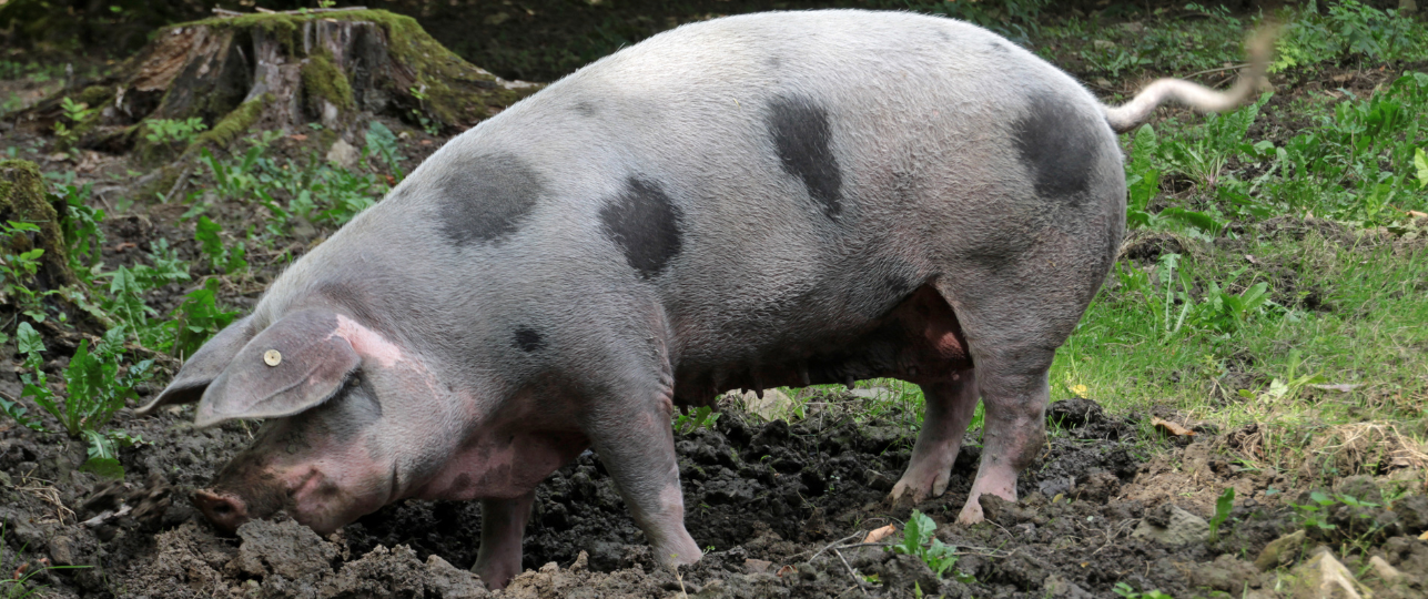 Hillegom zet Bonte Bentheimer landvarkens in tegen Japanse duizendknoop