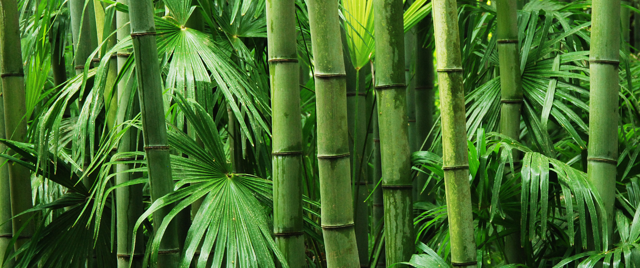 Bamboe, bambu, bamboo in tuin