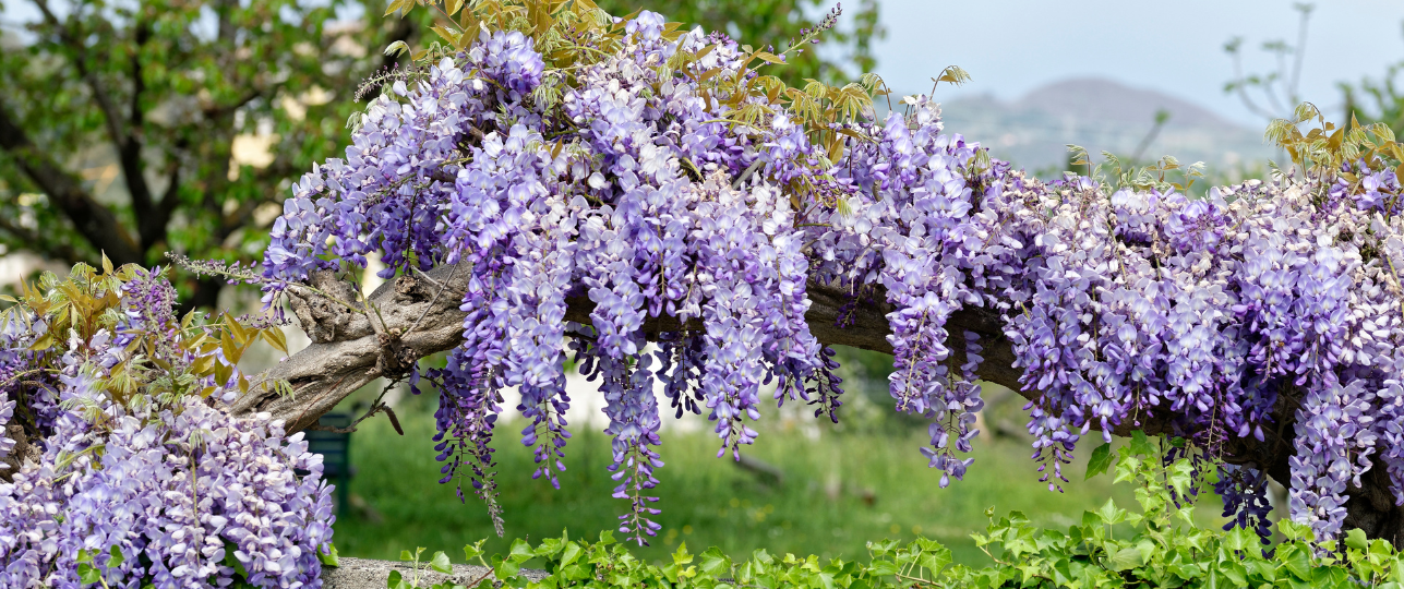 Wisteria blauwe regen blauweregen