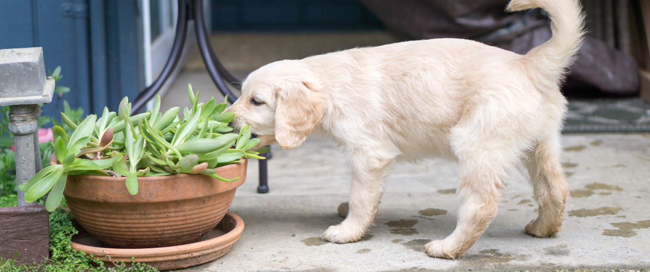 Gevaarlijke planten voor honden