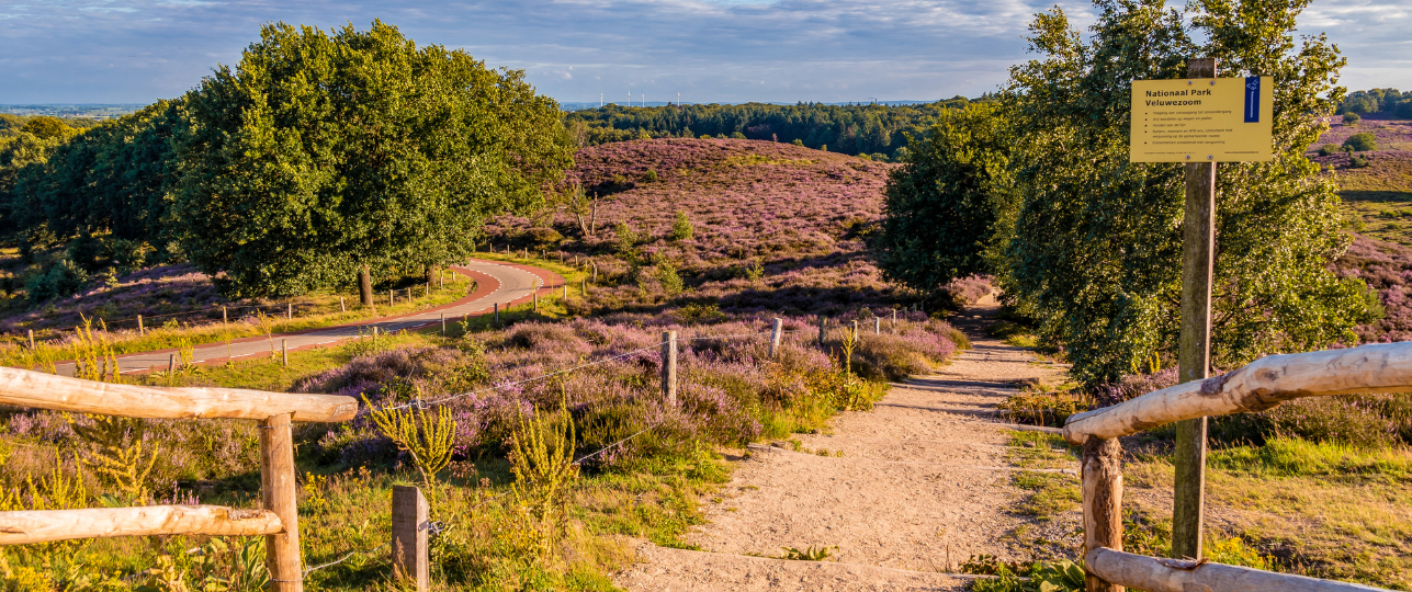 Boom tot Bos Staatsbosbeheer