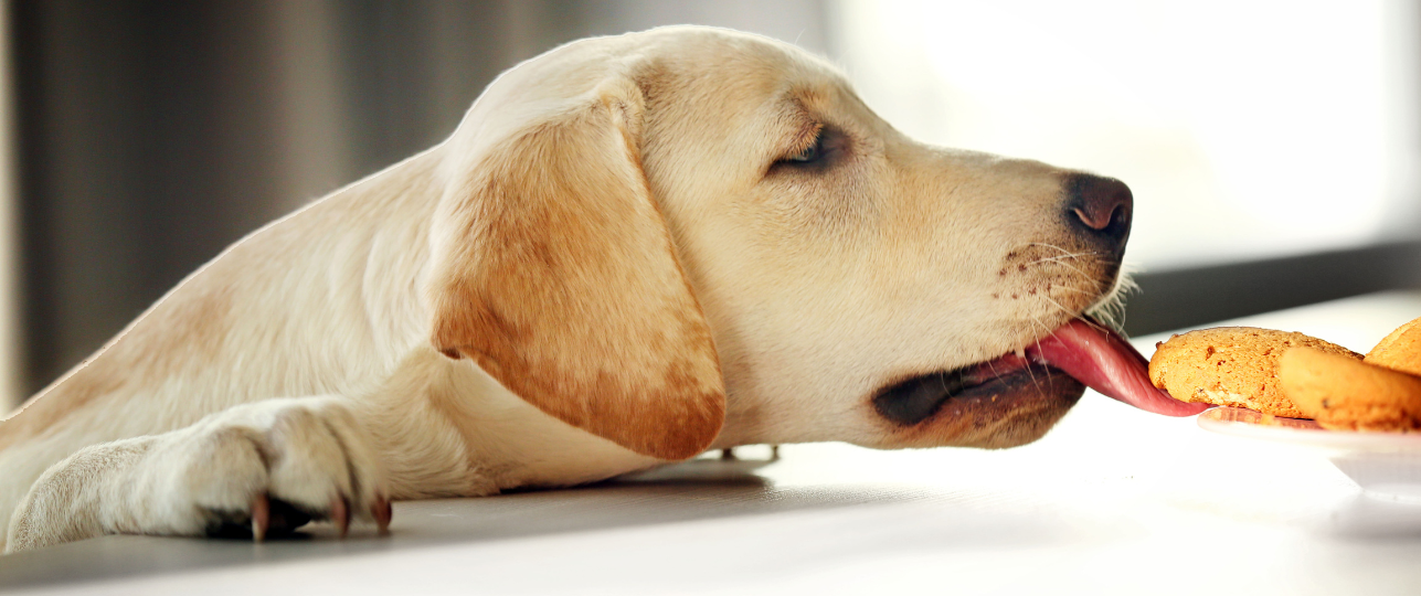 Hond en mensen eten