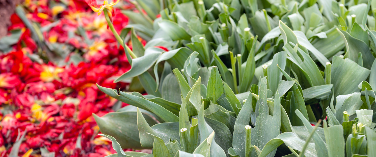 Tulpen koppen