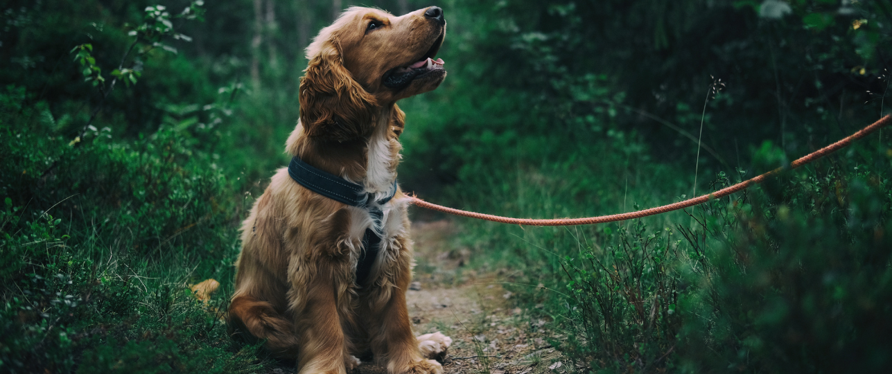 Hond activiteiten zomer