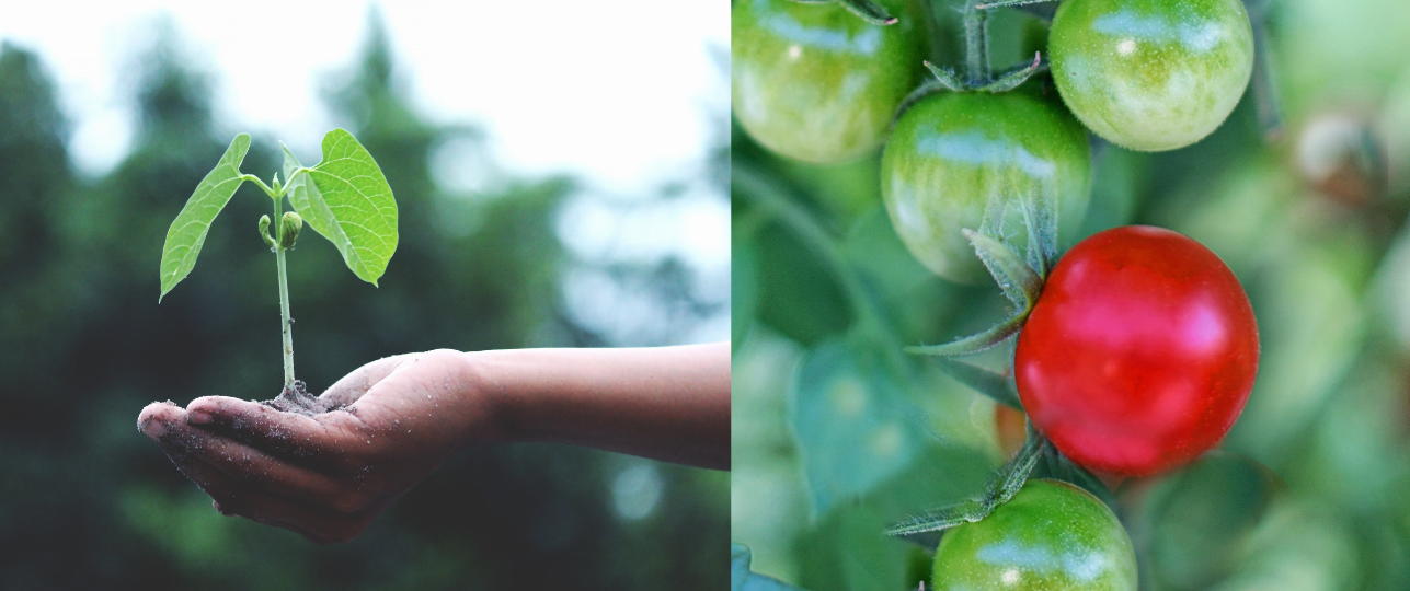 Tomatenzaad het nieuwe goud