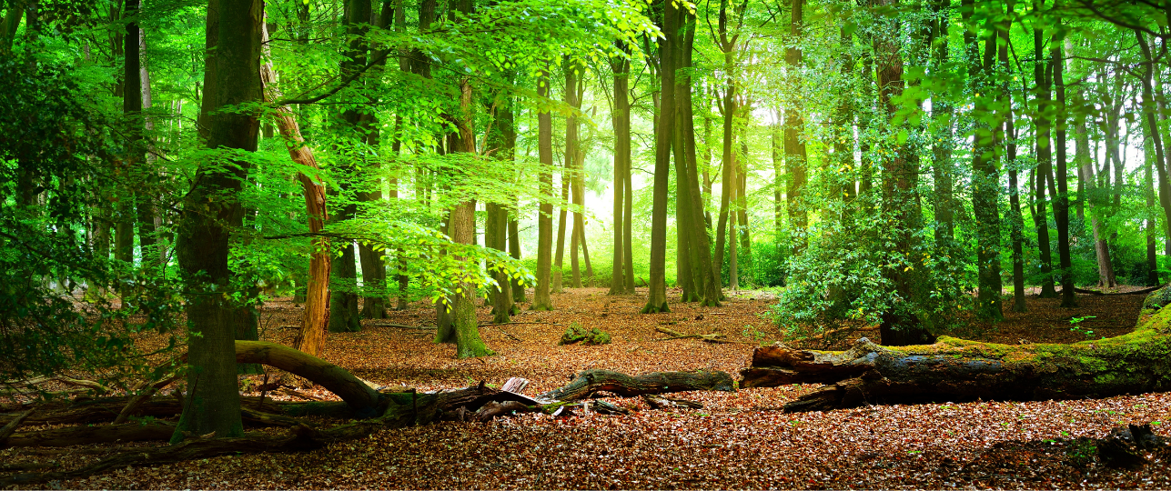 Bomen fijnstof opname