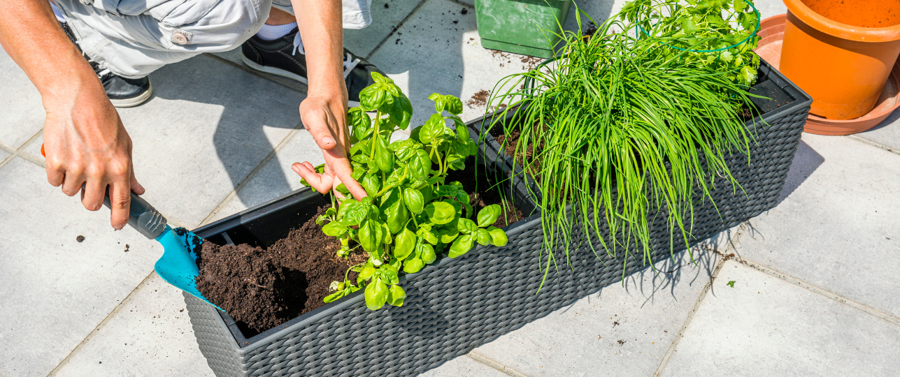 Kruidenplanten verpotten