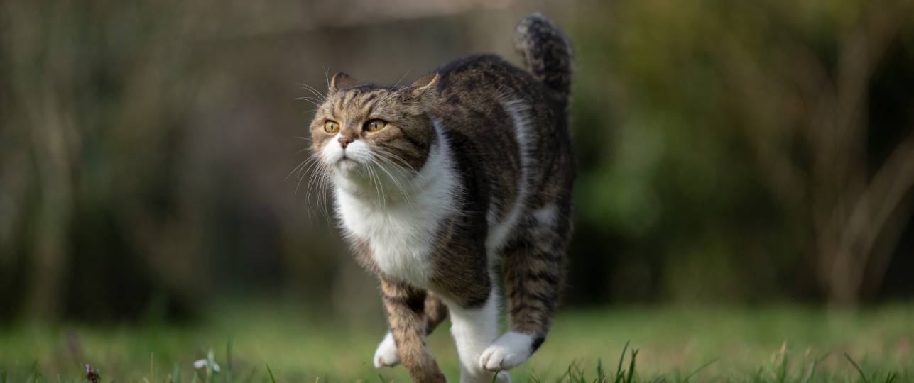 Katten afstotende planten