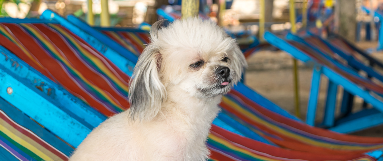 Hond of kat huisdieren mee op vakantie