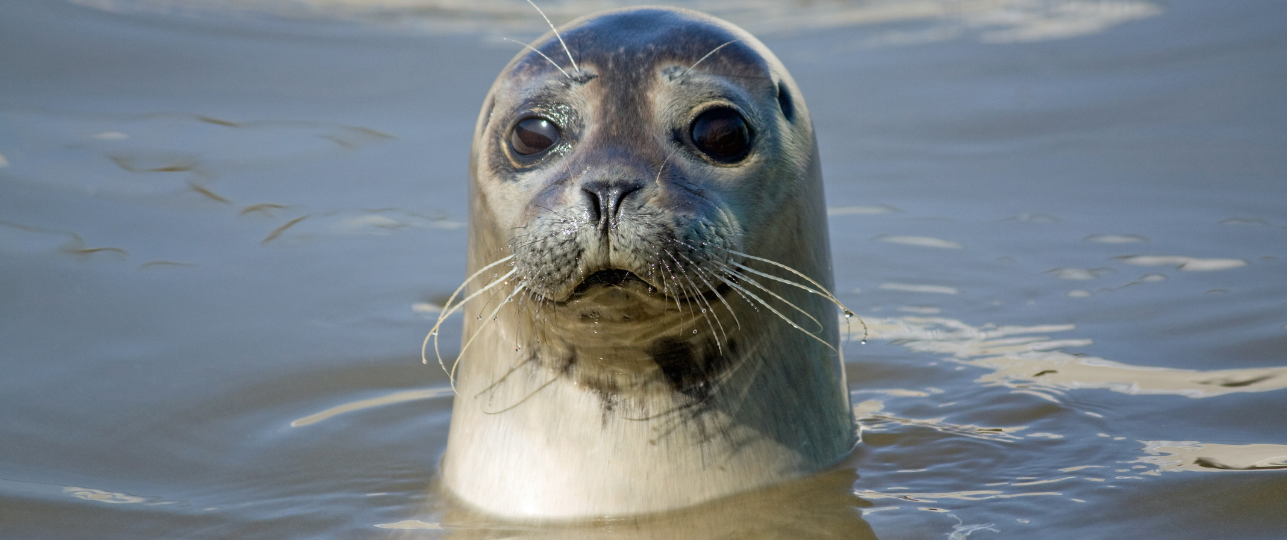 Jacht op zeehonden