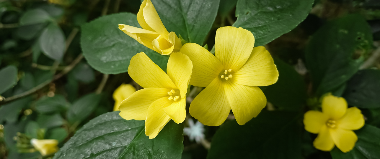 Planten met racistische namen