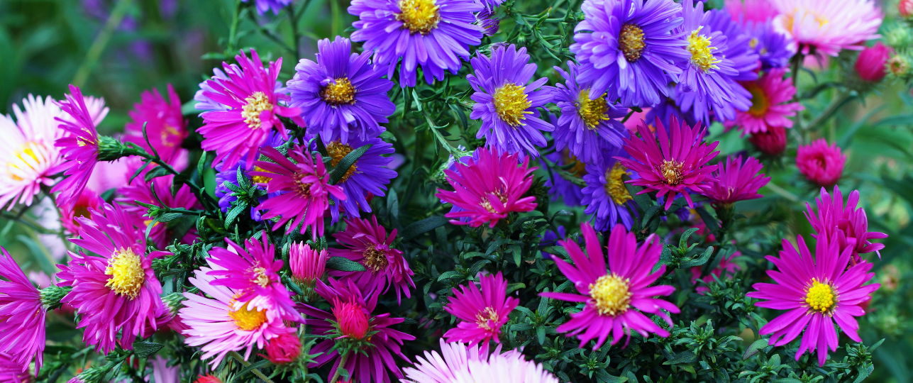 Asters, aster, planten