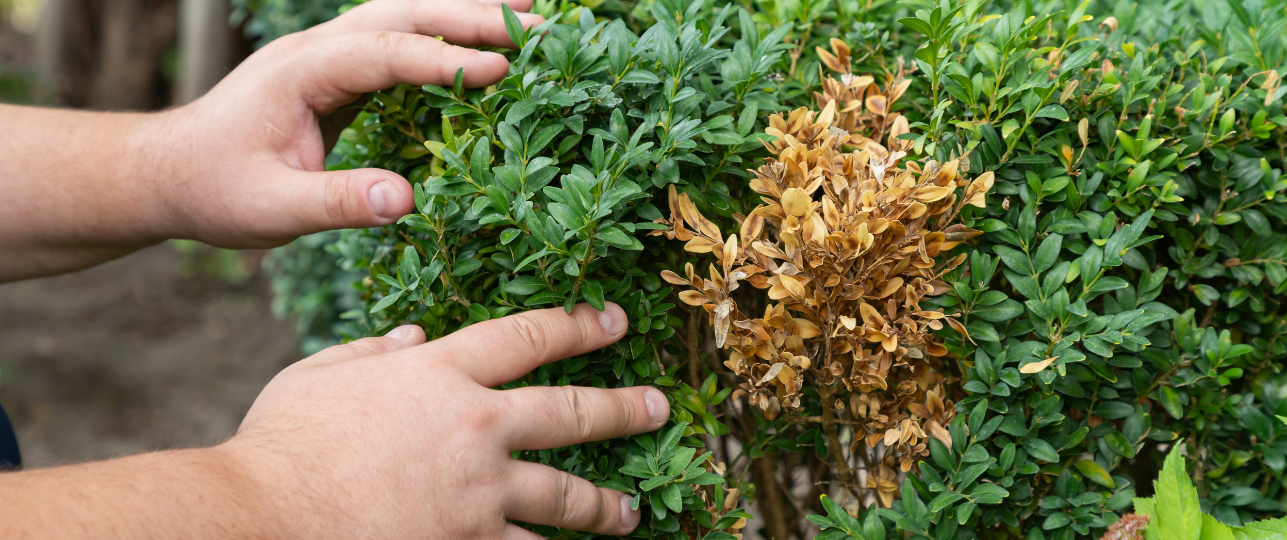 Buxus alternatieven