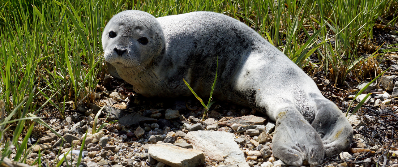 Zeehond