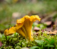 Wildplukken, paddenstoelen plukken regels