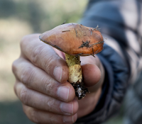 Wildplukken, paddenstoelen plukken regels