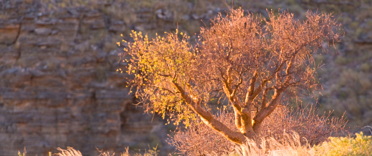 Wonderboom van de Commiphora