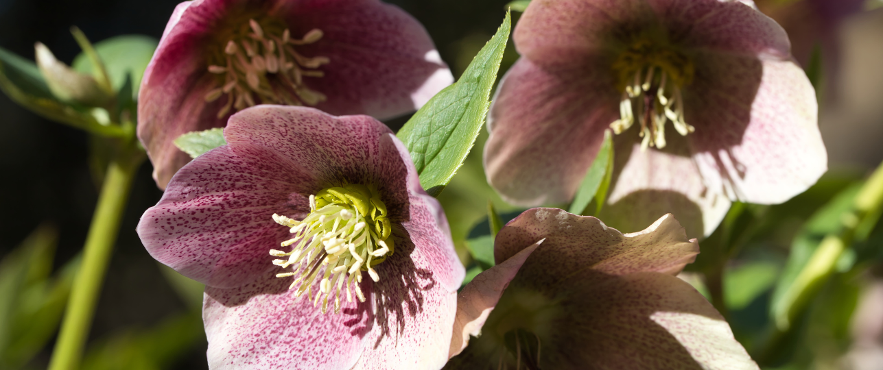 Helleborus