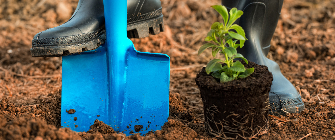 Planten verplanten verplaatsen