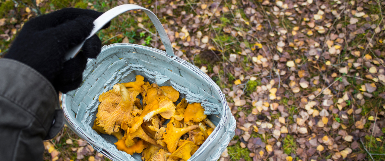 Bossen worden geplunderd, wildplukken in de natuur