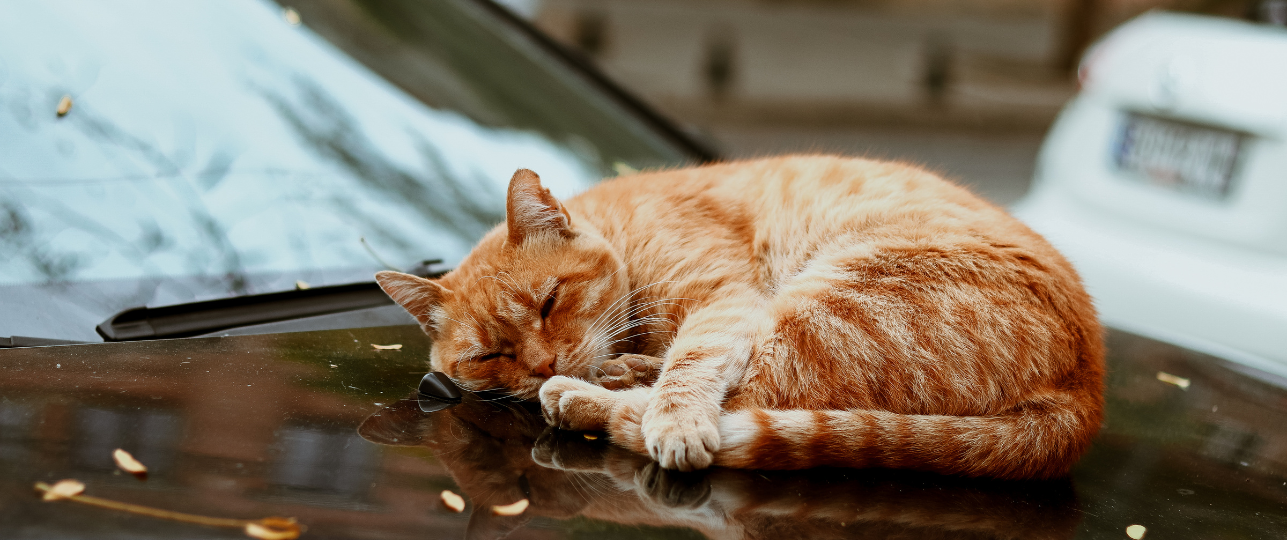 katten onder motorkap