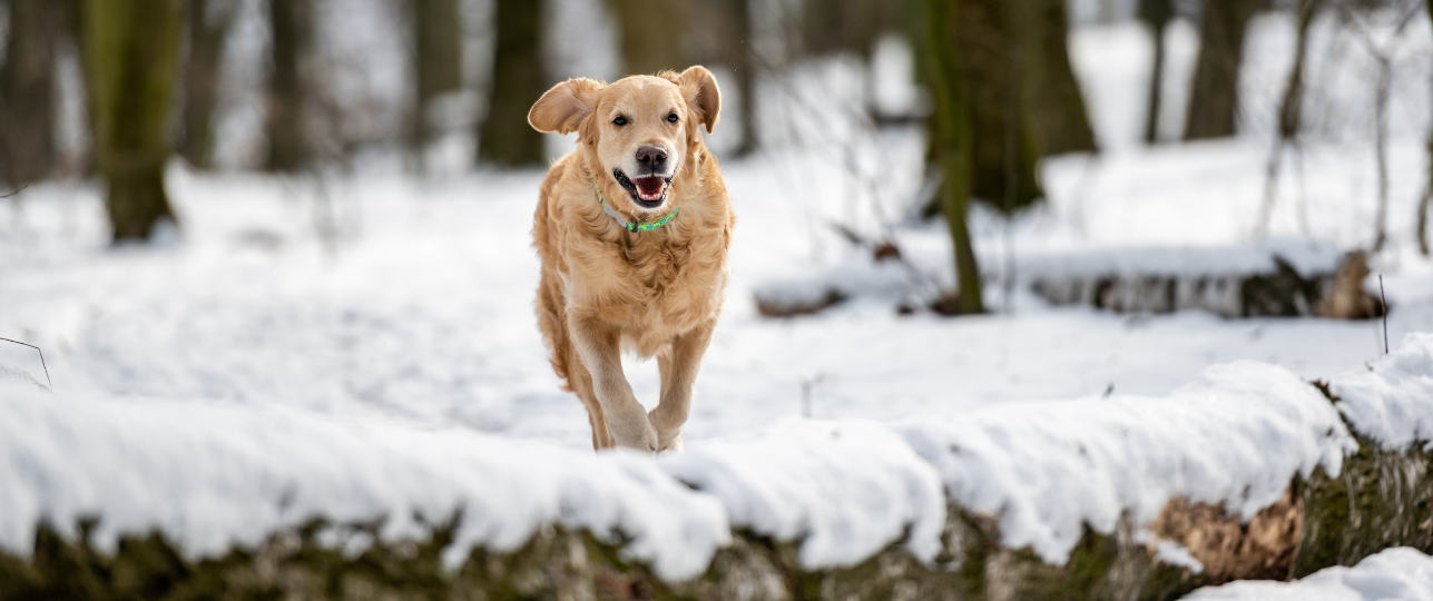 wintervacht hond verzorging