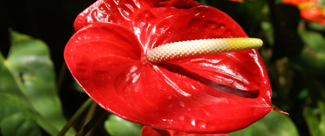 Flamingoplant, Anthurium