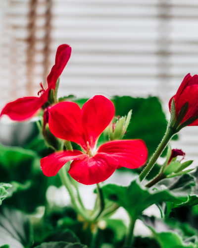 Geurgeranium (Pelargonium odorata)