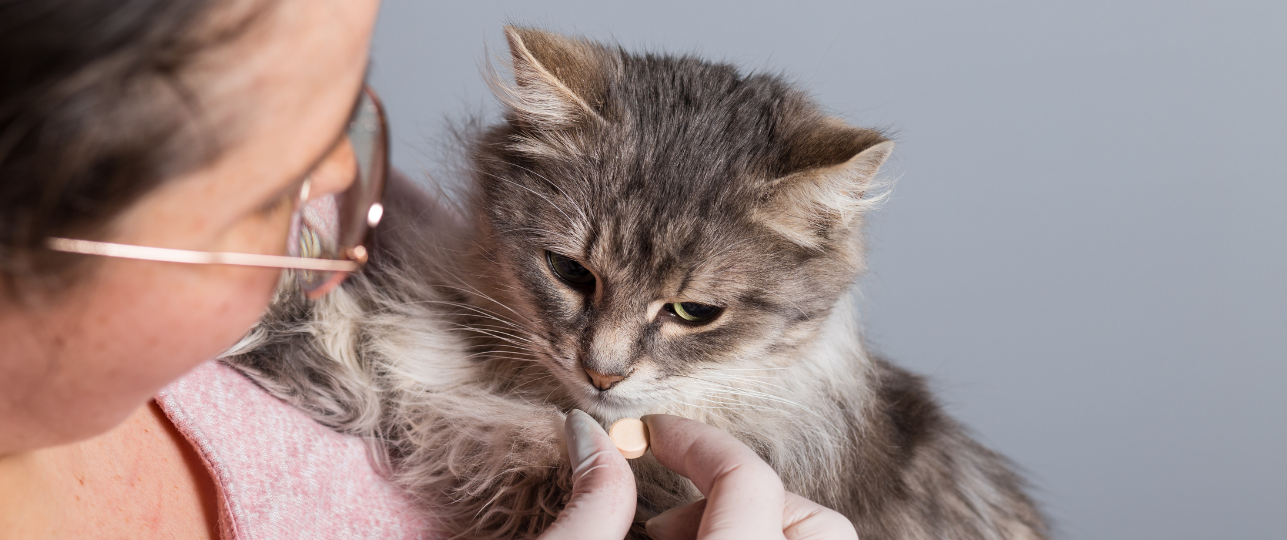 Vitamine D-tekort huisdieren hond kat cavia