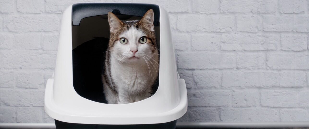 Kattenbak schoonmaken? 5 tips!
