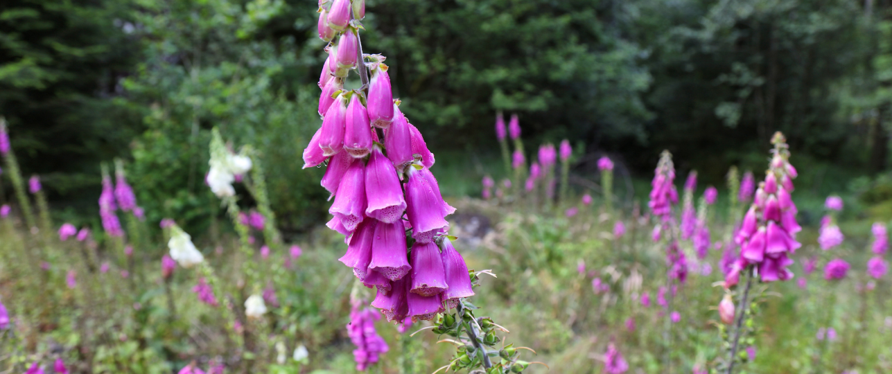 Giftige planten voor mensen, pas op voor deze gevaarlijke 10