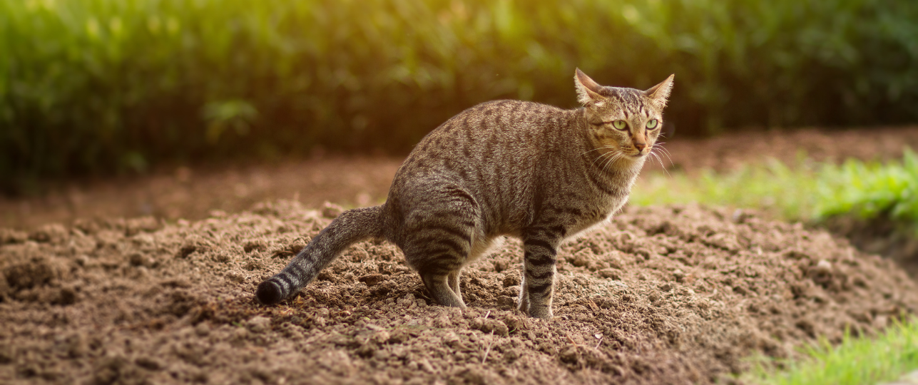 Kattenoverlast Doe Dit Om Katten Uit Je Tuin Te Weren