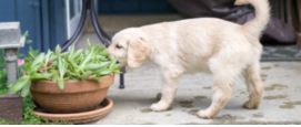 Gevaarlijke planten voor honden