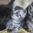 kittens dumping Dierenbescherming growdfunding
